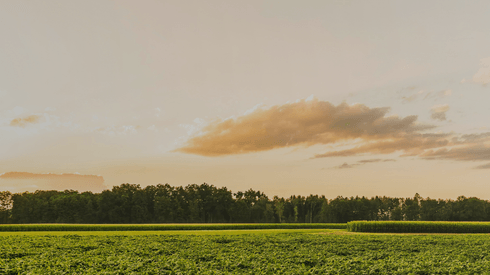 Field, Grassland, Nature