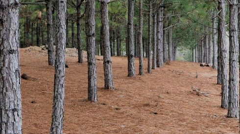 Plant, Tree, Vegetation