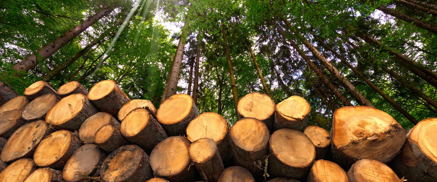 Lumber, Wood, Plant