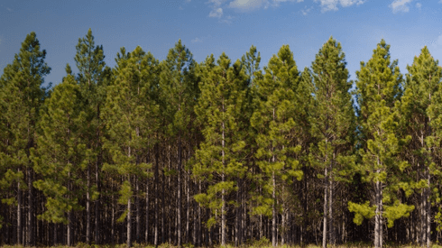 Plant, Tree, Pine