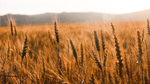 Food, Grain, Produce