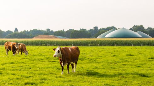 Field, Grassland, Nature