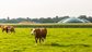 Field, Grassland, Nature