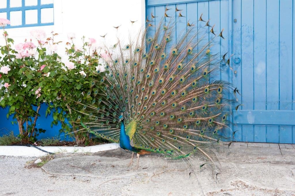 Animal, Bird, Peacock