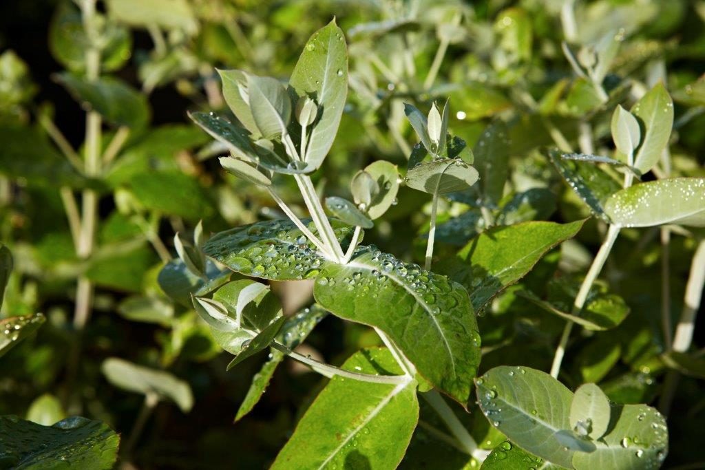 Leaf, Plant, Herbs