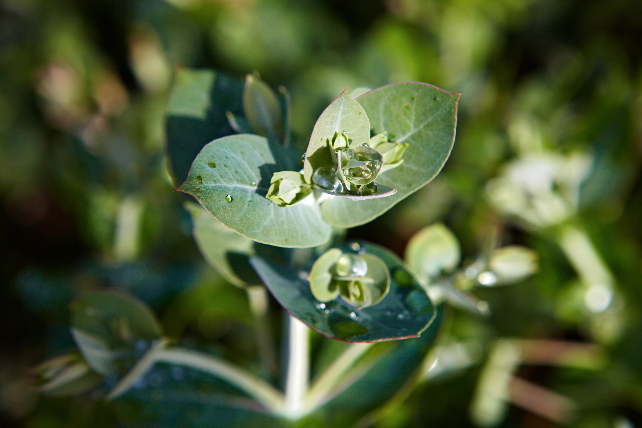 Leaf, Plant, Droplet